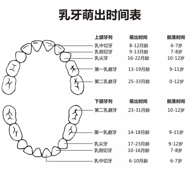 尚佳專業(yè)月嫂丨何時長牙才算正常？